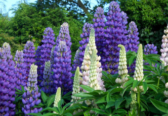 Картинка цветы люпин фиолетовый