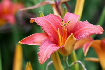 Картинка цветы лилии лилейники макро лилия