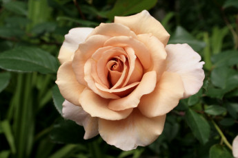 Картинка цветы розы кремовый