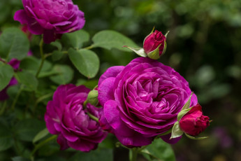 Картинка цветы розы лиловый