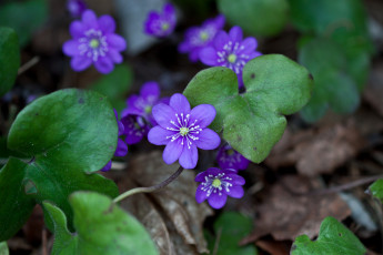 Картинка цветы ветреницы печёночницы печеночница фиолетовый