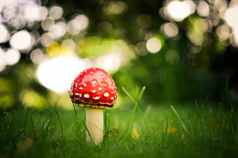 Картинка природа грибы мухомор одиночество грибок