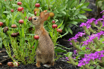 Картинка животные кролики зайцы зайчик