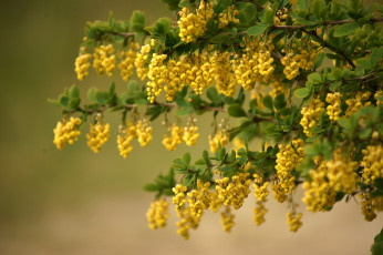 Картинка цветы цветущие деревья кустарники желтый