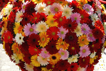 Картинка цветы герберы шар много разноцветный