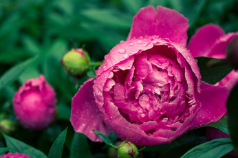 Картинка цветы пионы капли бутон