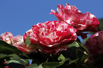 Картинка цветы розы пестрый