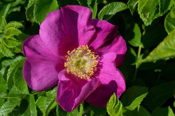 Картинка цветы шиповник листья лепестки макро