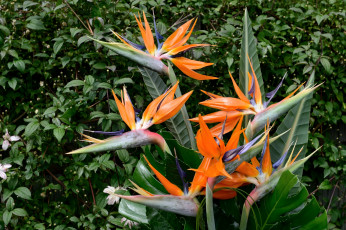 Картинка цветы стрелиция райская птица экзотика