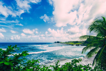 Картинка природа тропики море пальма небо