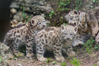 Картинка животные снежный барс ирбис котята