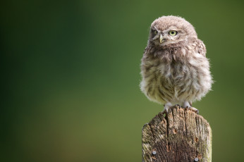 Картинка животные совы сыч совёнок птенец