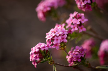 Картинка цветы цветущие деревья кустарники макро волчеягодник боровой