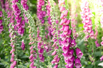 Картинка цветы дигиталис наперстянка розовый