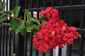 Картинка цветы лагерстрёмия красный индийская сирень