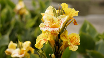 Картинка цветы канна крапинки