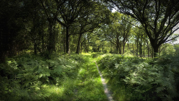 Картинка природа лес тропинка папоротник зелень
