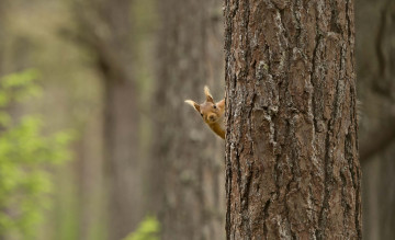 Картинка животные белки зверек ствол