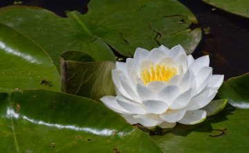 Картинка цветы лилии водяные нимфеи кувшинки нимфея листья