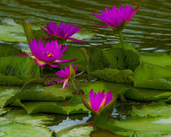 Обои картинки фото цветы, лилии, водяные, нимфеи, кувшинки, листья, нимфея