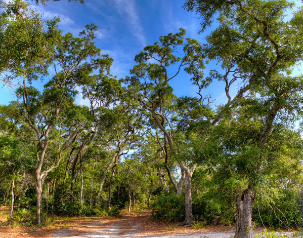 Обои картинки фото сша, флорида, природа, лес, лето, дорожка, листва, кроны