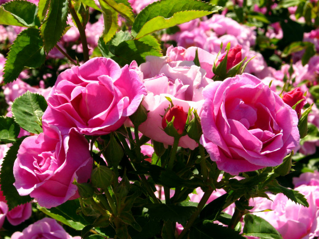 Обои картинки фото цветы, розы