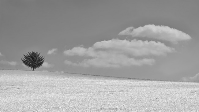 Обои картинки фото природа, поля, поле, дерево