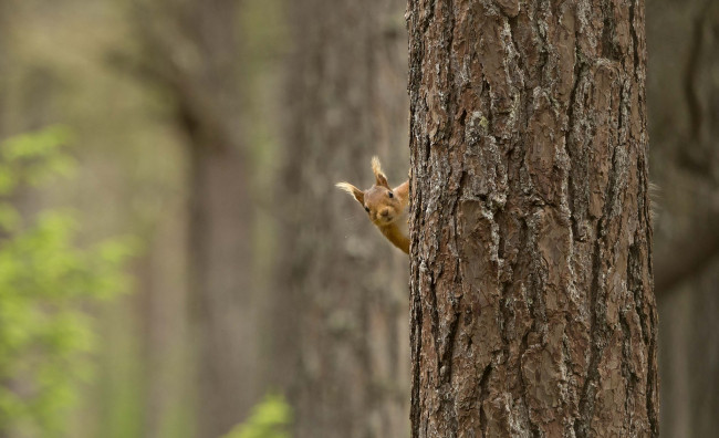 Обои картинки фото животные, белки, зверек, ствол