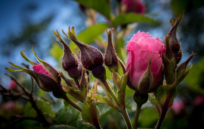 Обои картинки фото цветы, розы, розовый, бутоны