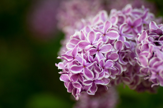 Обои картинки фото цветы, сирень, макро