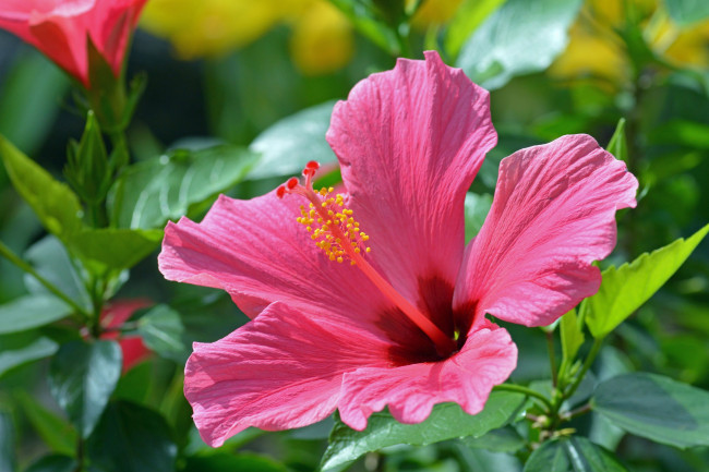 Обои картинки фото цветы, гибискусы, китайская, роза