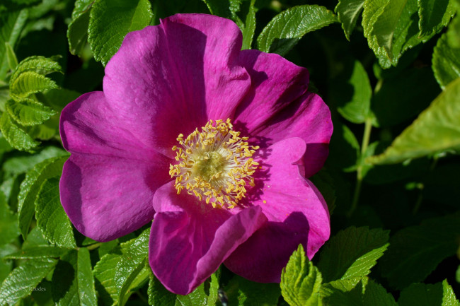 Обои картинки фото цветы, шиповник, листья, лепестки, макро