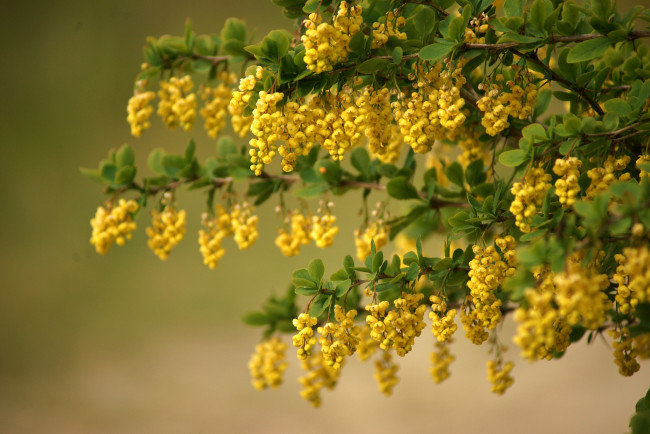 Обои картинки фото цветы, цветущие, деревья, кустарники, желтый