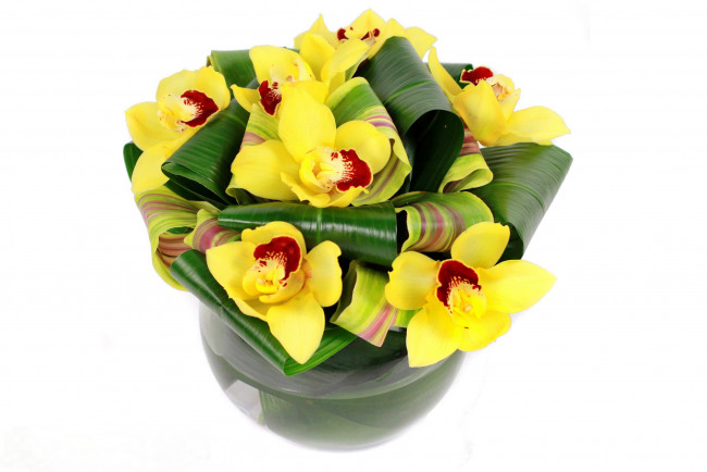 Обои картинки фото цветы, орхидеи