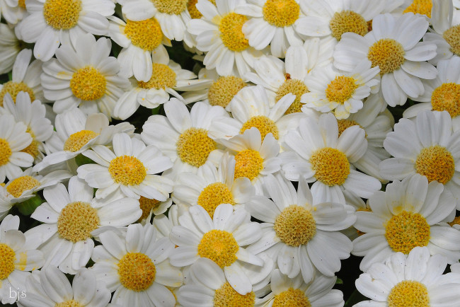 Обои картинки фото цветы, ромашки, макро