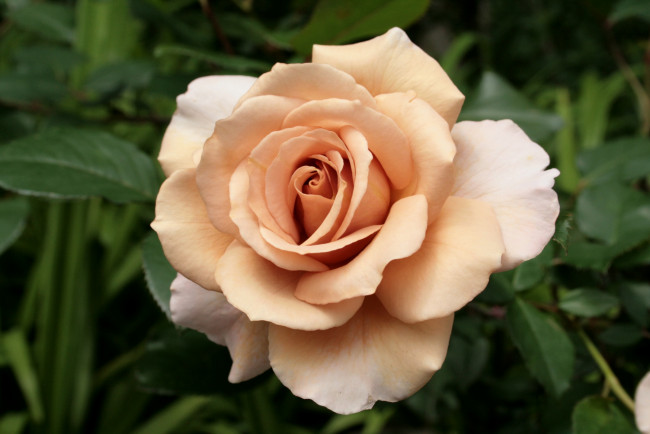 Обои картинки фото цветы, розы, кремовый