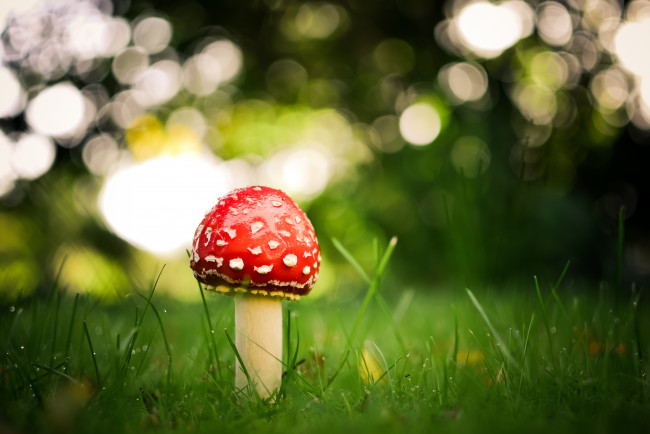 Обои картинки фото природа, грибы, мухомор, одиночество, грибок