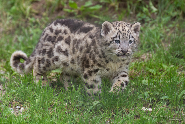 Обои картинки фото животные, снежный, барс, ирбис, котёнок