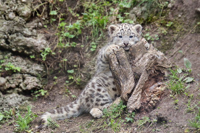 Обои картинки фото животные, снежный, барс, ирбис, котёнок, пень