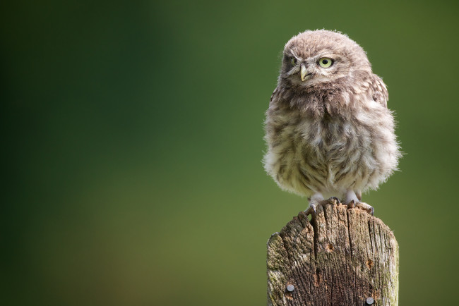 Обои картинки фото животные, совы, сыч, совёнок, птенец
