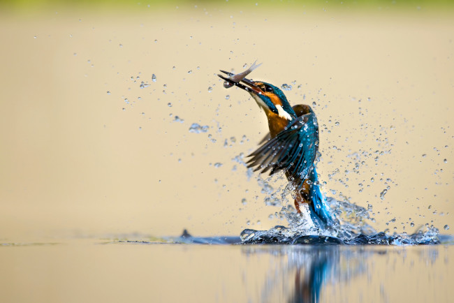 Обои картинки фото животные, зимородки, птица, вода, брызги, улов