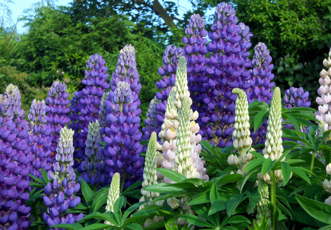 Обои картинки фото цветы, люпин, фиолетовый