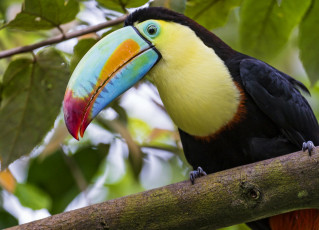 Картинка животные туканы клюв