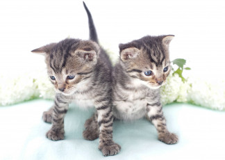 Картинка животные коты малыши