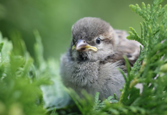 Картинка животные воробьи птенчик