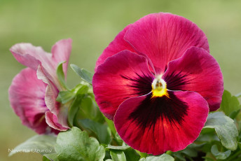 Картинка цветы анютины+глазки+ садовые+фиалки макро