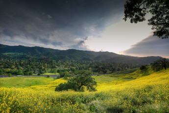 Картинка природа луга деревья цветы луг холмы