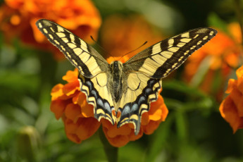 Картинка животные бабочки крылья