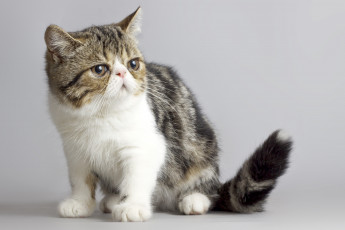 Картинка животные коты котейка