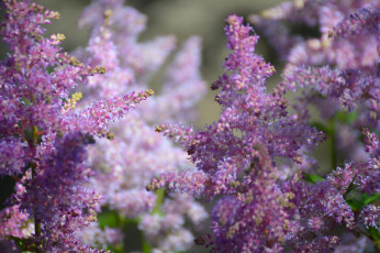 обоя цветы, астильбы, розовый